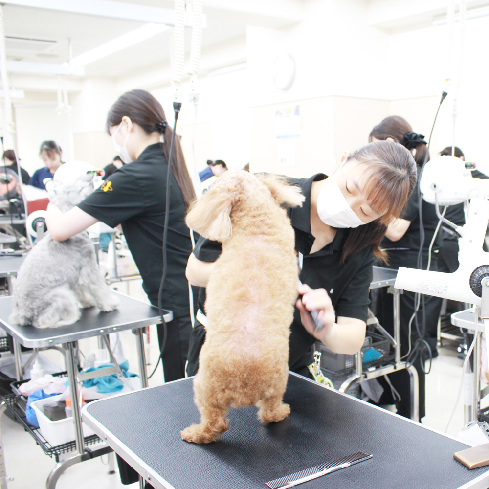 ２年生、お客様犬のトリミング☆